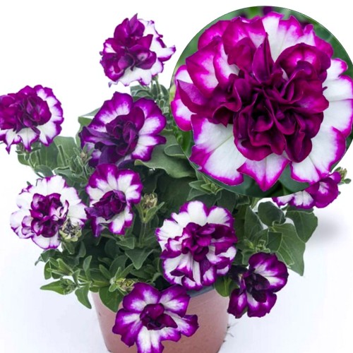 Petunia atkinsiana 'Tumbelina® Compact Nicola' - Petuunia 'Tumbelina® Compact Nicola'  